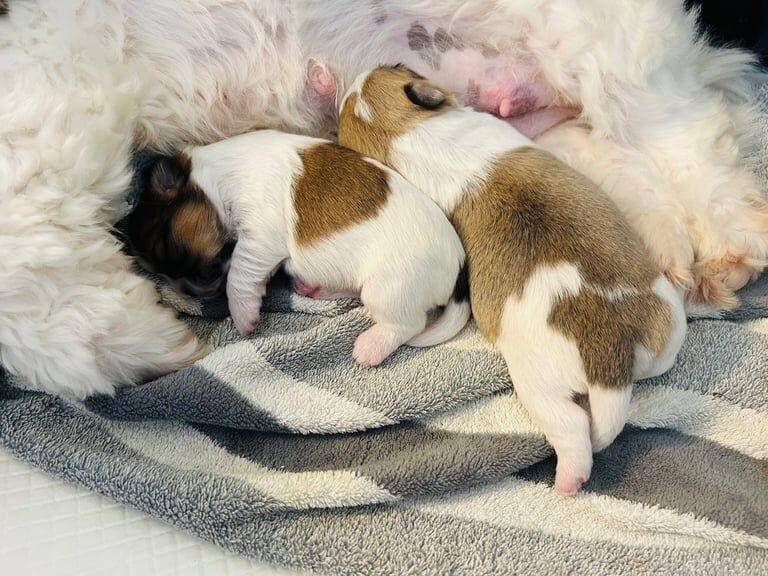 Full-Bred Shih Tzu Puppies for sale in Ballymena, County Antrim