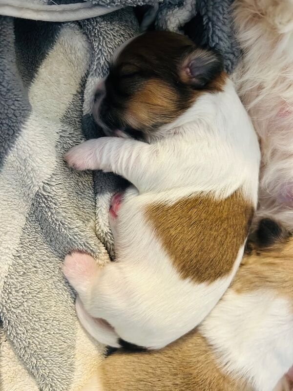 Full-Bred Shih Tzu Puppies for sale in Ballymena, County Antrim | Image 2