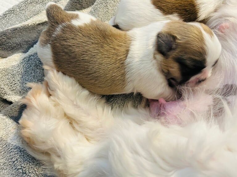 Full-Bred Shih Tzu Puppies for sale in Ballymena, County Antrim | Image 3