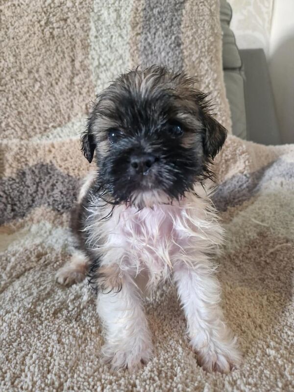 Shih Tzu Puppies For Sale Under £1,000