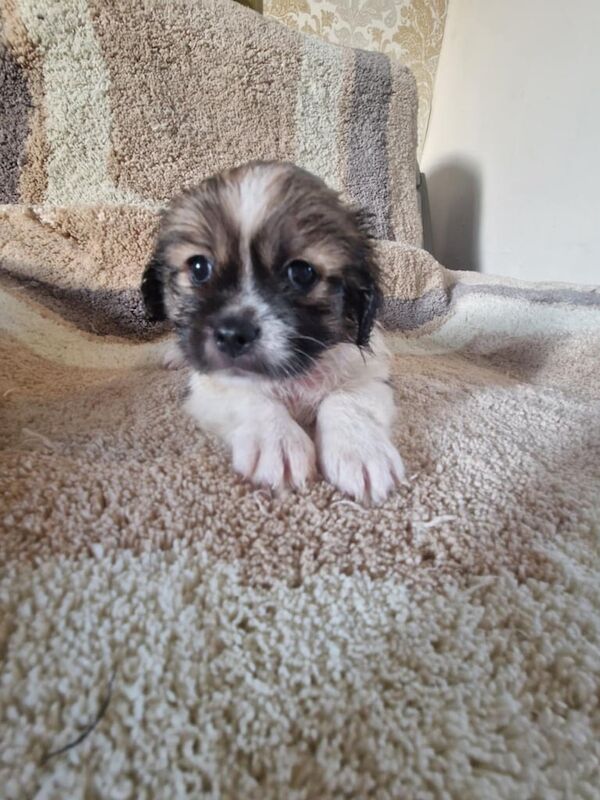 Shih Tzu puppies for sale in Chryston, Lanarkshire – 8 weeks old - Image 2 of 3