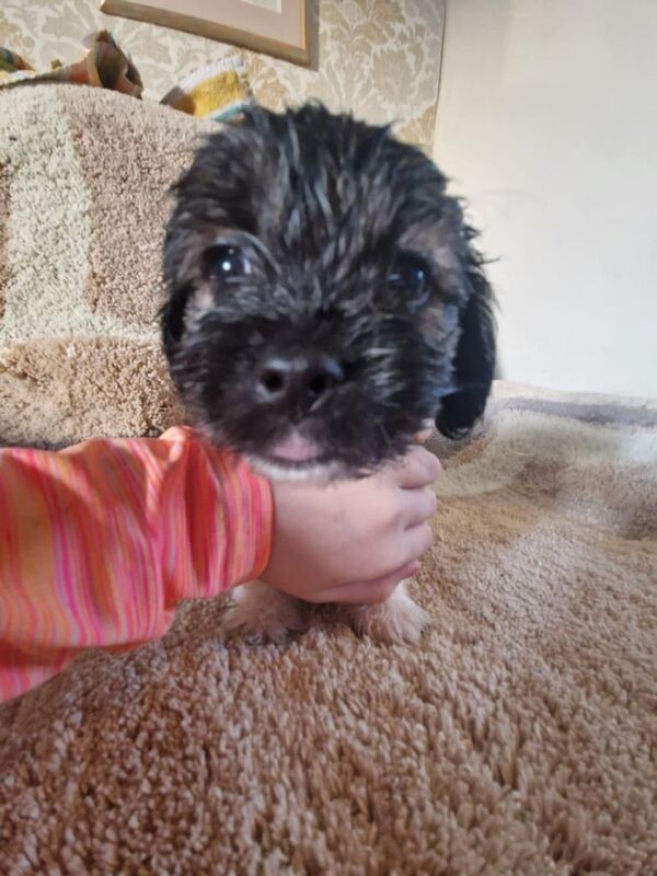 Shih Tzu puppies for sale in Chryston, Lanarkshire – 8 weeks old - Image 3 of 3