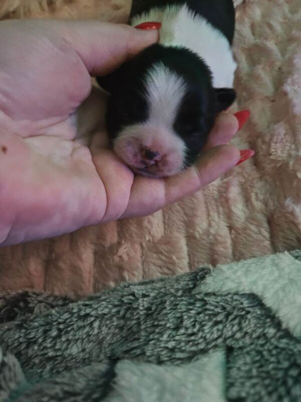 Shih Tzu puppies for sale in Paisley, Renfrewshire – 1 week old