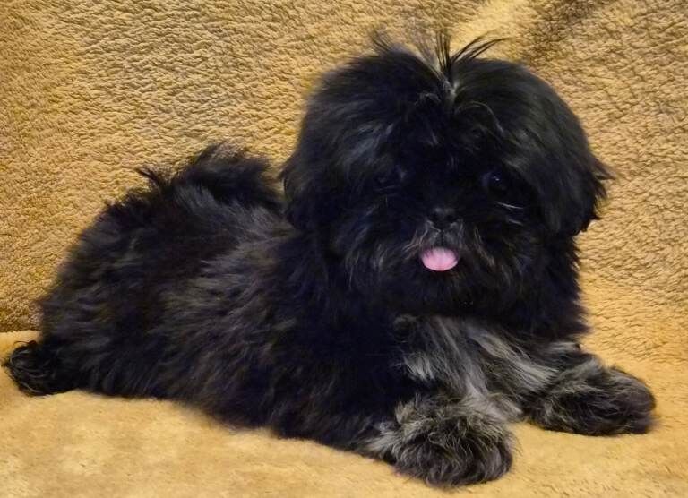 Gorgeous Shih Tzu Puppies