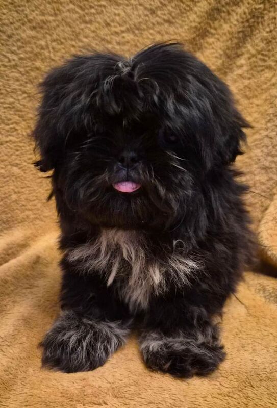 Gorgeous Shih Tzu Puppies - Image 2 of 5