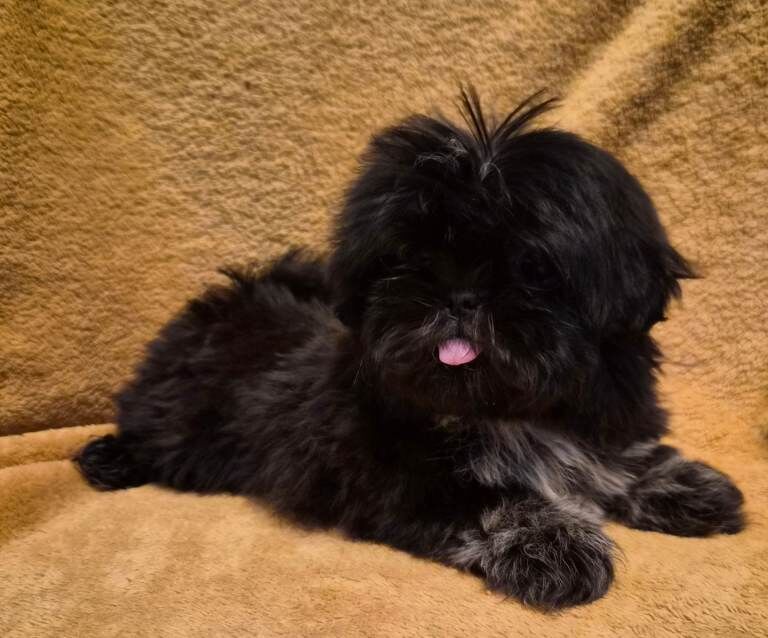 Gorgeous Shih Tzu Puppies - Image 3 of 5