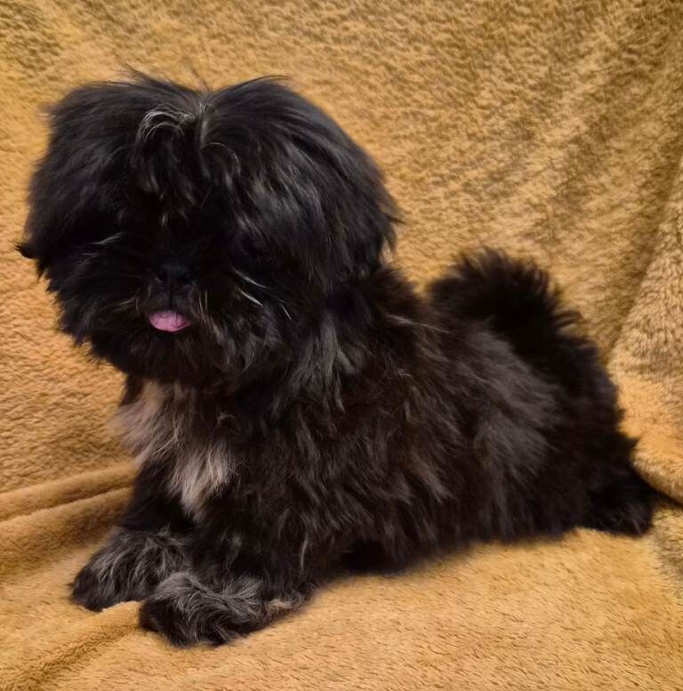 Gorgeous Shih Tzu Puppies - Image 4 of 5