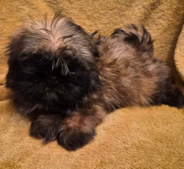 Gorgeous Shih Tzu Puppies - Image 5 of 5