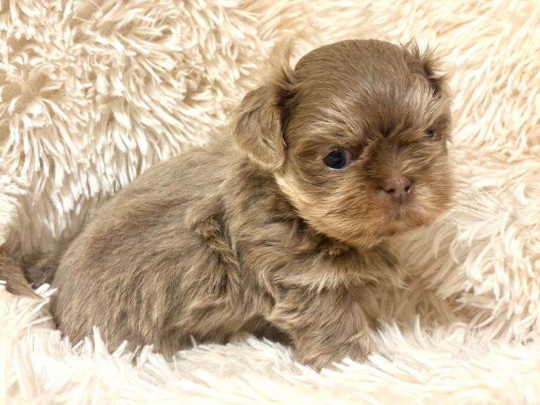 Shih Tzu puppies for sale in West Kingsdown, Kent – KC registered, 5 weeks old