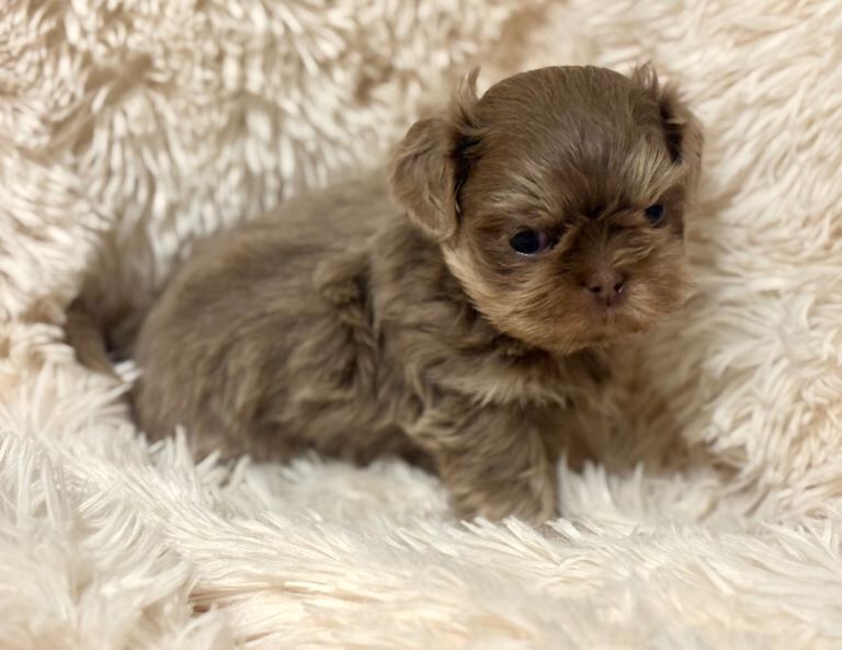 Handsome Little Shih Tzu Boy - Image 2 of 4