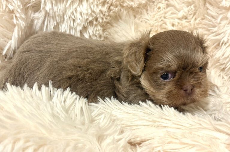 Handsome Little Shih Tzu Boy - Image 3 of 4