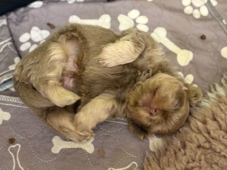 Handsome Little Shih Tzu Boy - Image 4 of 4