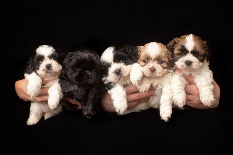 Shih Tzu puppies for sale in Bournemouth, Dorset – 5 weeks old
