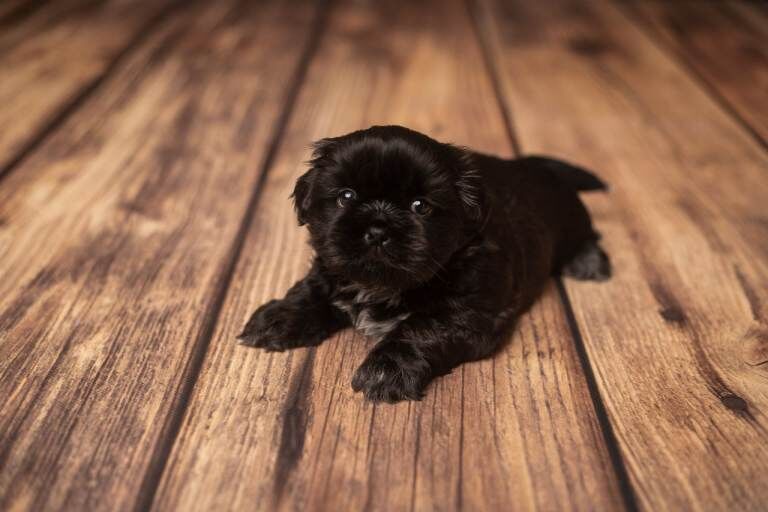 Shih Tzu puppies for sale in Bournemouth, Dorset – 5 weeks old - Image 2 of 6