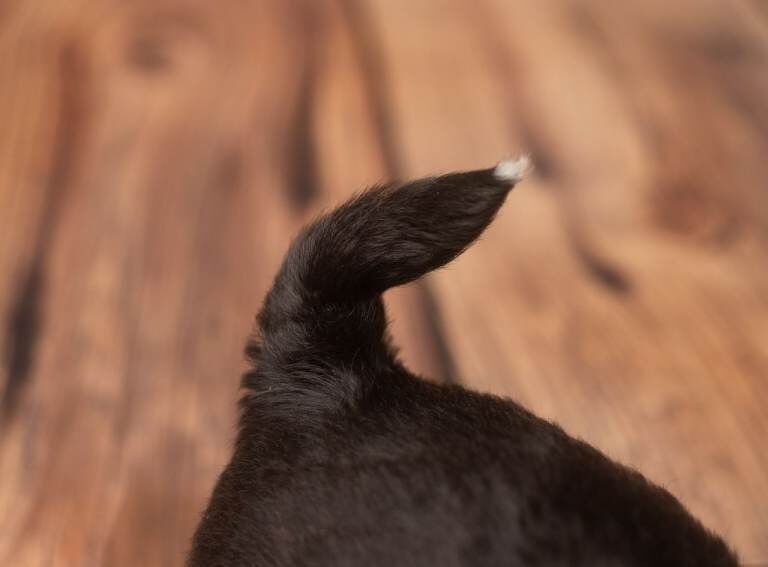 Shih Tzu puppies for sale in Bournemouth, Dorset – 5 weeks old - Image 3 of 6