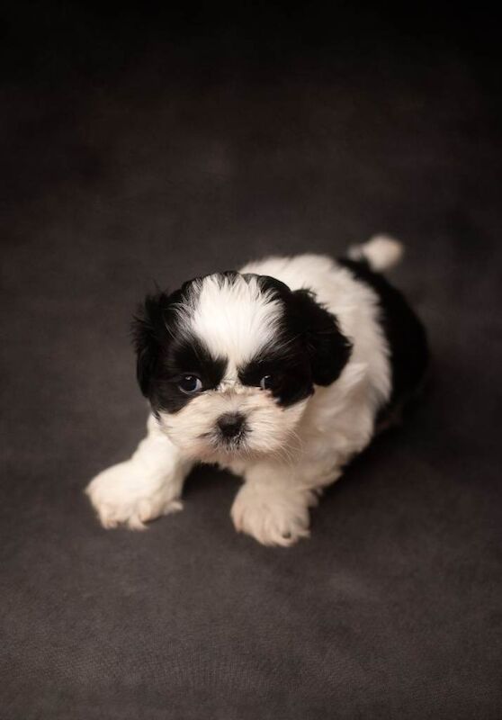 Shih Tzu puppies for sale in Bournemouth, Dorset – 5 weeks old - Image 4 of 6