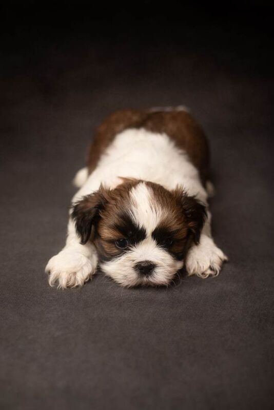 Shih Tzu puppies for sale in Bournemouth, Dorset – 5 weeks old - Image 5 of 6