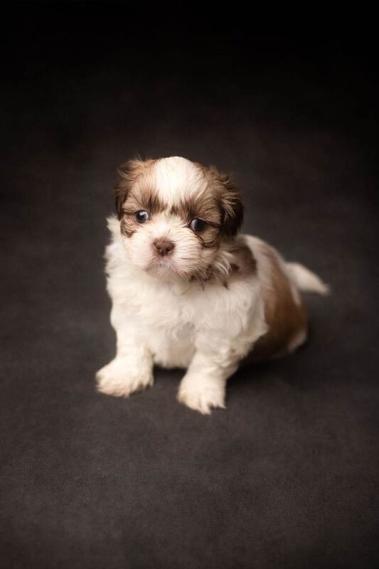 Shih Tzu puppies for sale in Bournemouth, Dorset – 5 weeks old - Image 6 of 6