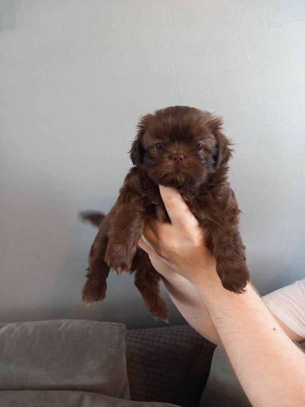 Imperial shih stzu