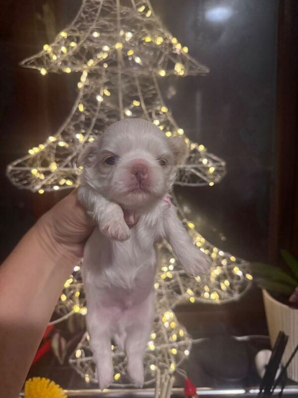 Shih Tzu puppies for sale in Caernarfon, Gwynedd – KC registered, 5 weeks old