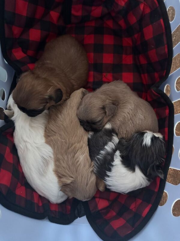 Shih Tzu puppies for sale in Caernarfon, Gwynedd – KC registered, 5 weeks old - Image 3 of 3