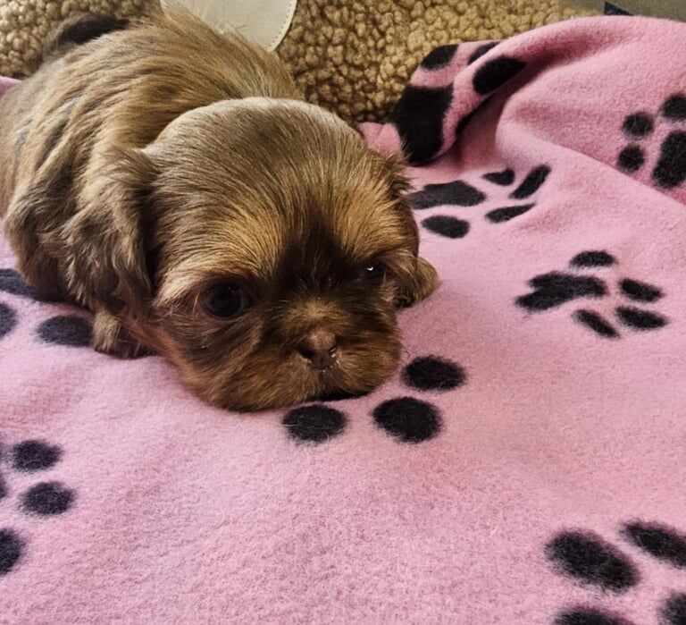 Imperial shih tzu:) for sale in Armthorpe, South Yorkshire