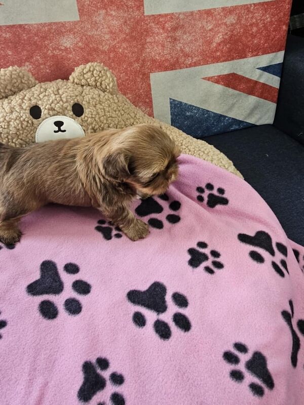 Imperial shih tzu:) for sale in Armthorpe, South Yorkshire | Image 2