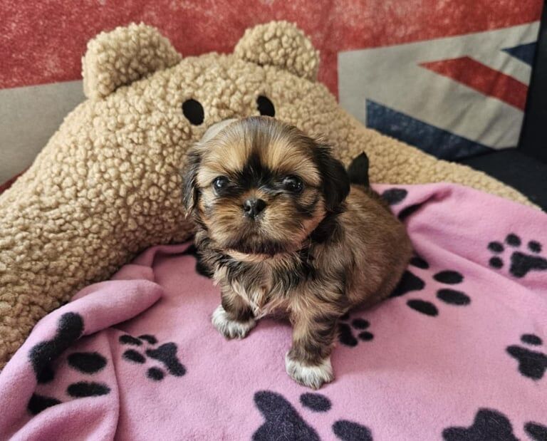 Imperial shih tzu:) for sale in Armthorpe, South Yorkshire | Image 3