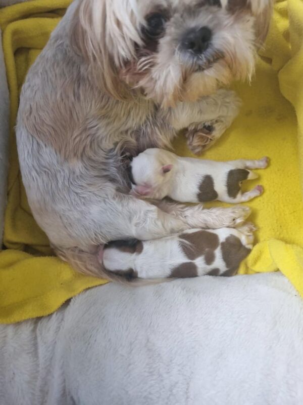 Shih Tzu puppies for sale in Thurcroft, South Yorkshire – 2 weeks old
