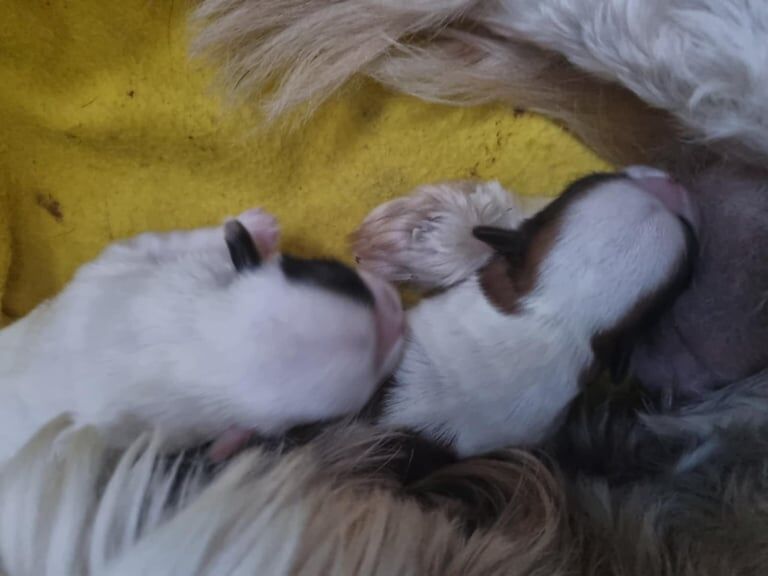 Shih Tzu puppies for sale in Thurcroft, South Yorkshire – 2 weeks old - Image 2 of 3