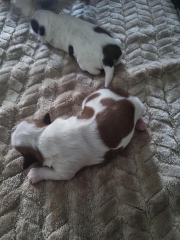 Shih Tzu puppies for sale in Thurcroft, South Yorkshire – 2 weeks old - Image 3 of 3