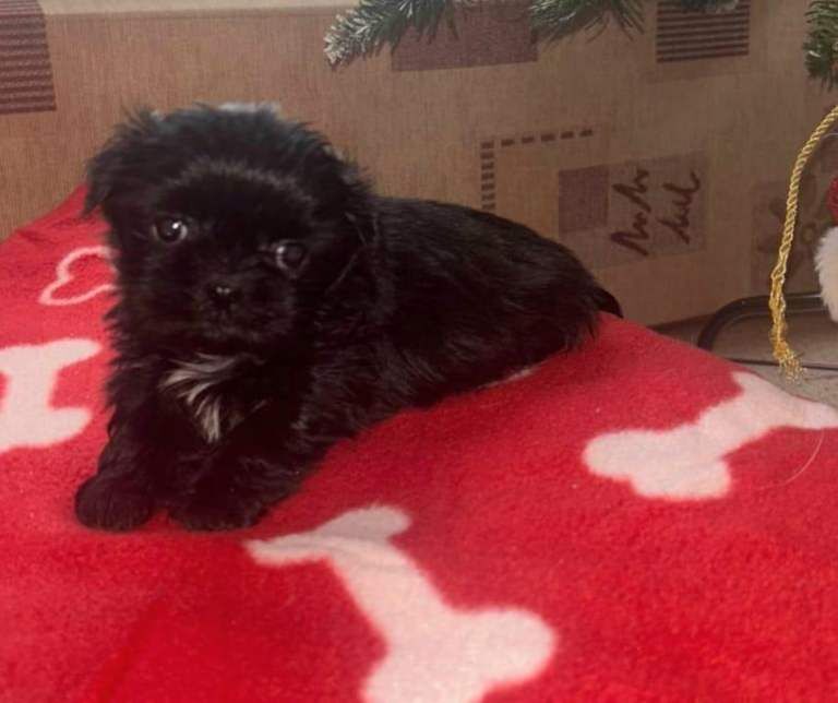 Shih Tzu puppies for sale in Carluke, Lanarkshire – 5 weeks old