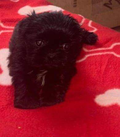 Shih Tzu puppies for sale in Carluke, Lanarkshire – 5 weeks old - Image 2 of 3