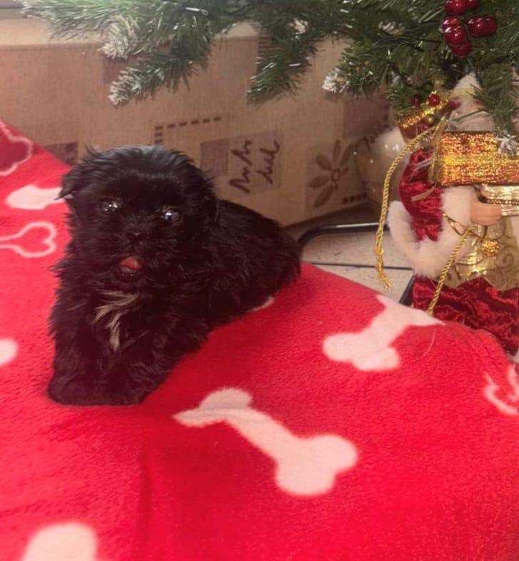 Shih Tzu puppies for sale in Carluke, Lanarkshire – 5 weeks old - Image 3 of 3