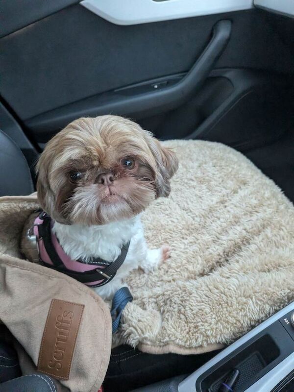 Shih Tzu Puppies For Sale Under £1,000