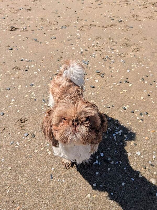 Imperial shih tzu - Image 2 of 2
