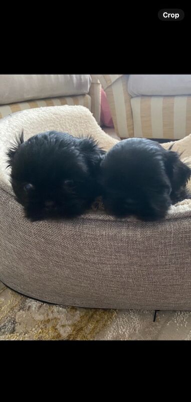 Imperial shih tzu for sale in Ayr, South Ayrshire | Image 1
