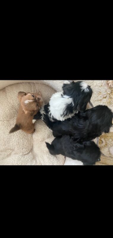 Imperial shih tzu for sale in Ayr, South Ayrshire | Image 2