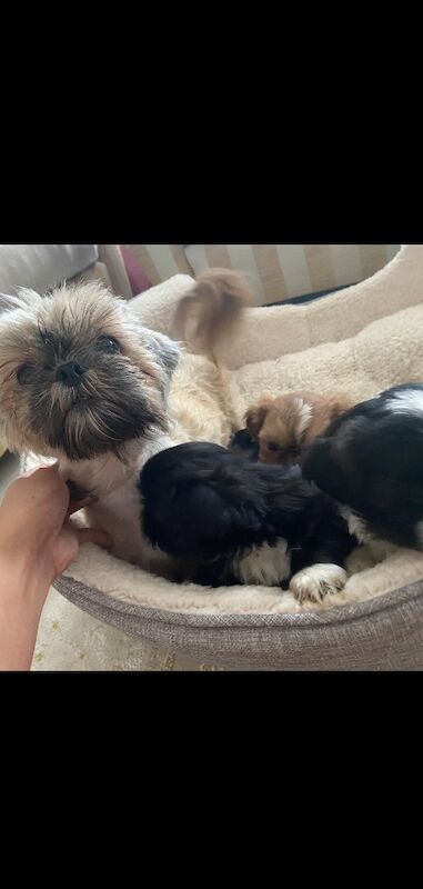 Imperial shih tzu for sale in Ayr, South Ayrshire | Image 3