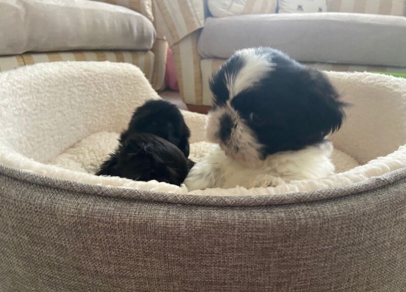 Shih Tzu puppies for sale in Ayr, South Ayrshire – 10 months old - Image 4 of 11
