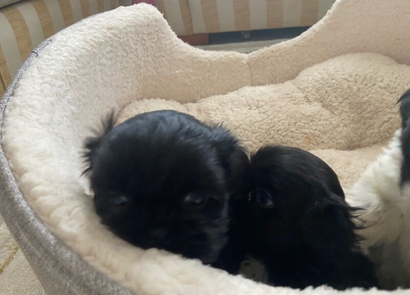 Shih Tzu puppies for sale in Ayr, South Ayrshire – 10 months old - Image 5 of 11