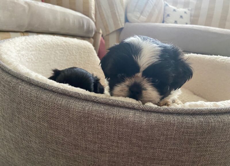 Shih Tzu puppies for sale in Ayr, South Ayrshire – 10 months old - Image 6 of 11