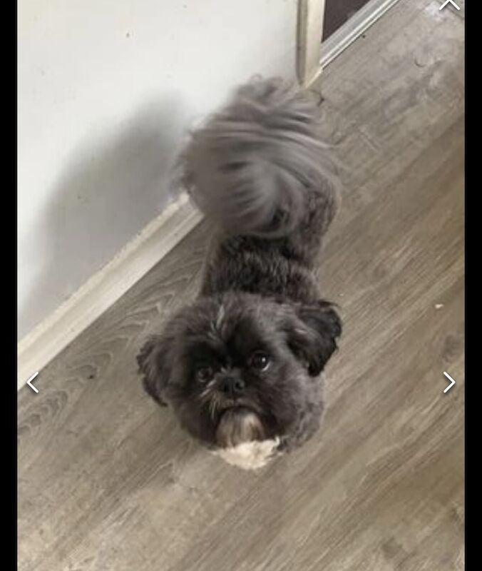 Shih Tzu puppies for sale in Ayr, South Ayrshire – 10 months old - Image 7 of 11