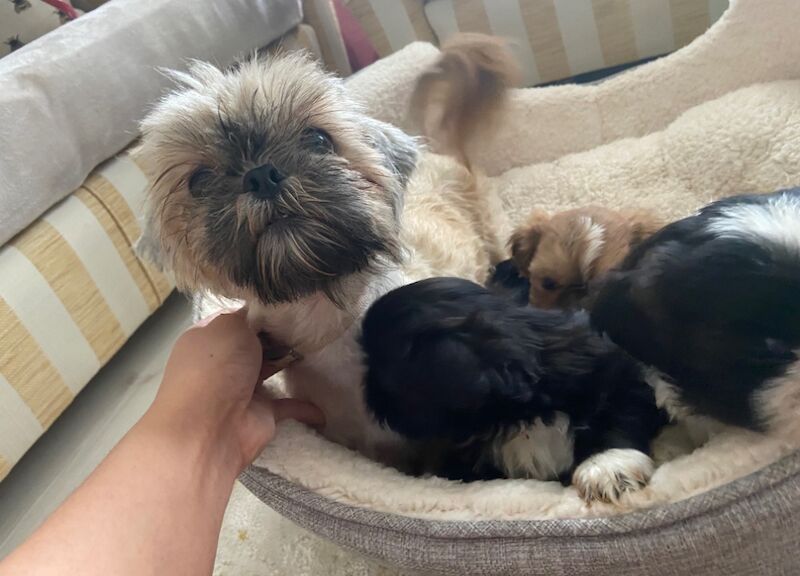 Shih Tzu puppies for sale in Ayr, South Ayrshire – 10 months old - Image 8 of 11