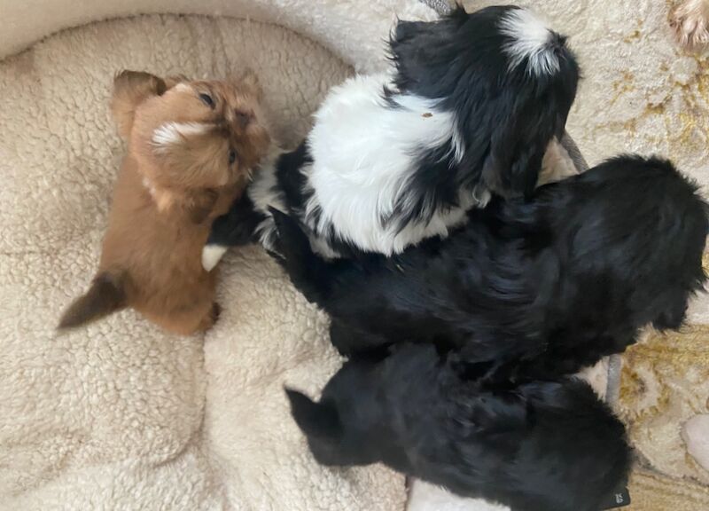 Shih Tzu puppies for sale in Ayr, South Ayrshire – 10 months old - Image 9 of 11
