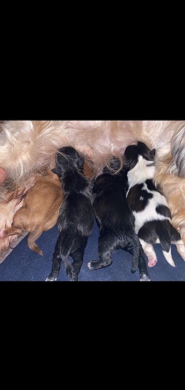Shih Tzu puppies for sale in Ayr, South Ayrshire – 10 months old - Image 10 of 11
