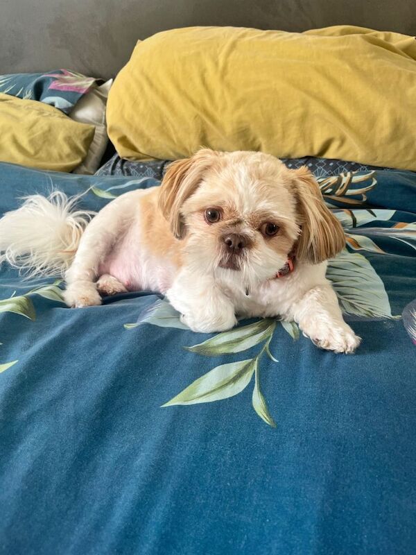 Shih Tzu puppies for sale in Southport, Merseyside – 1 week old