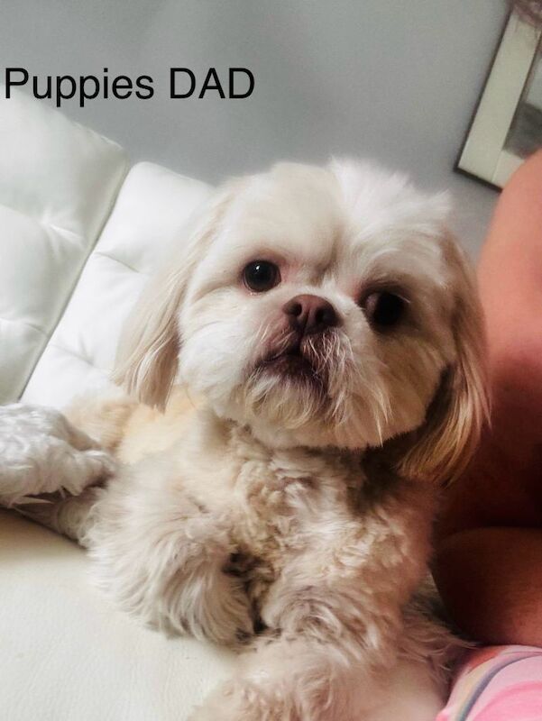Shih Tzu puppies for sale in Southport, Merseyside – 1 week old - Image 2 of 5