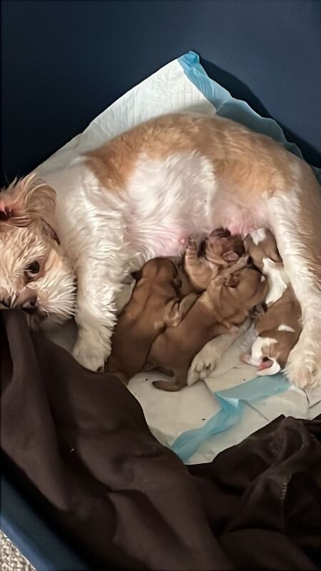 Shih Tzu puppies for sale in Southport, Merseyside – 1 week old - Image 3 of 5