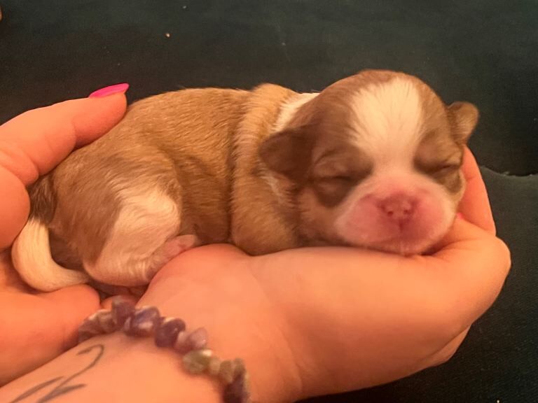 Shih Tzu puppies for sale in Southport, Merseyside – 1 week old - Image 4 of 5